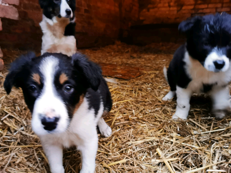 border collie for sale gumtree
